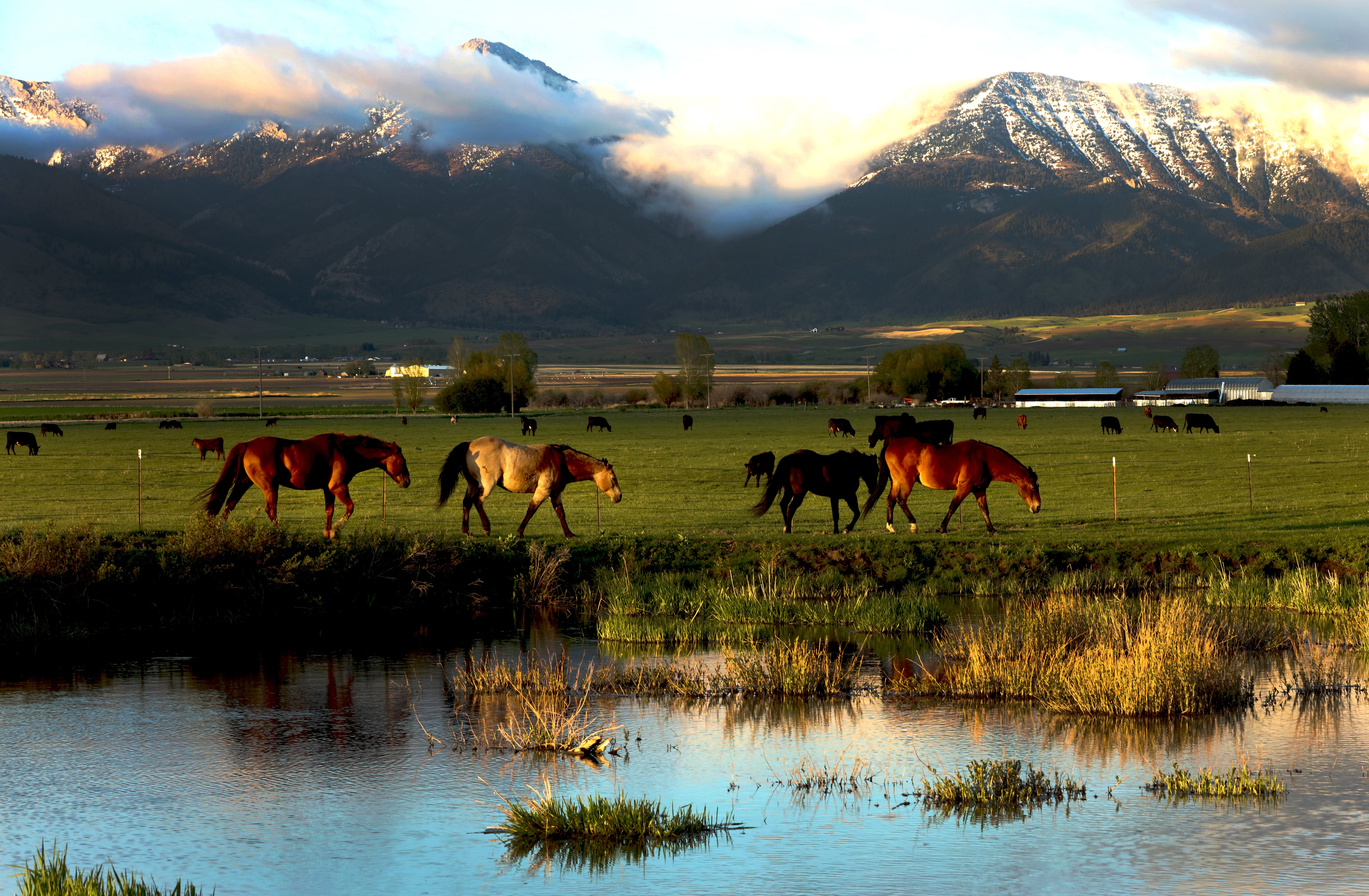 horses graze on a ranch in Belgrade, Montana